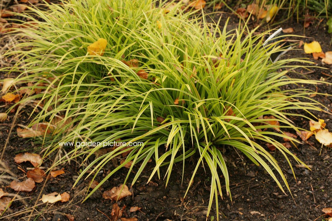 Carex morrowii 'Variegata'