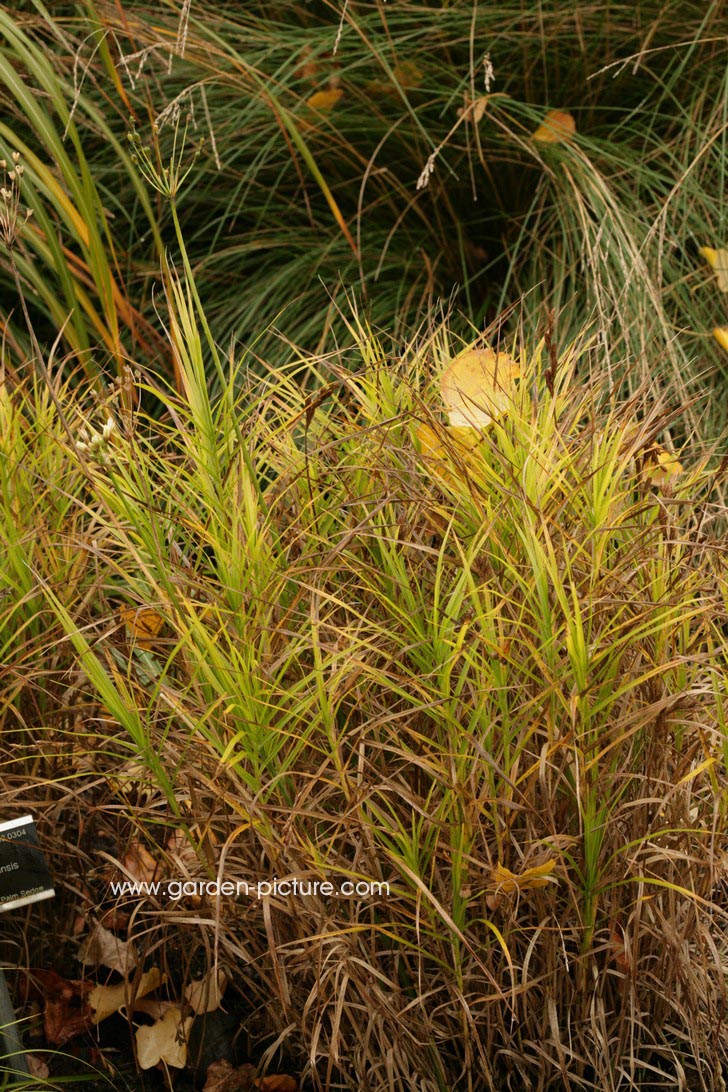 Carex muskingumensis