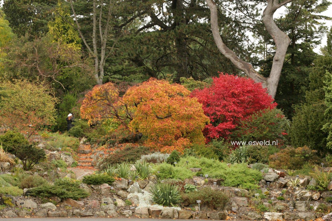 Acer palmatum