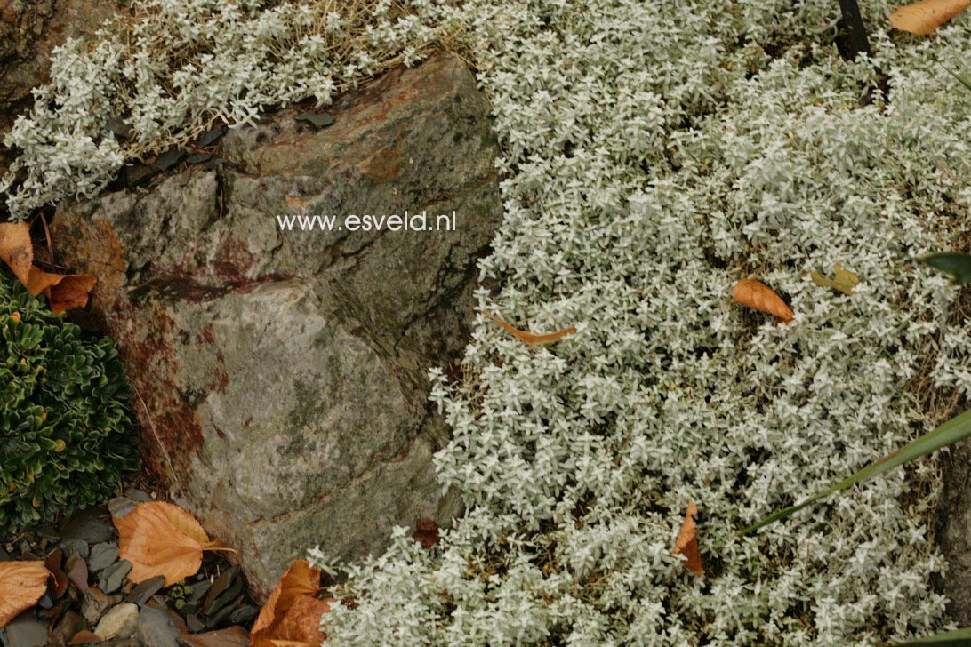 Cerastium tomentosum