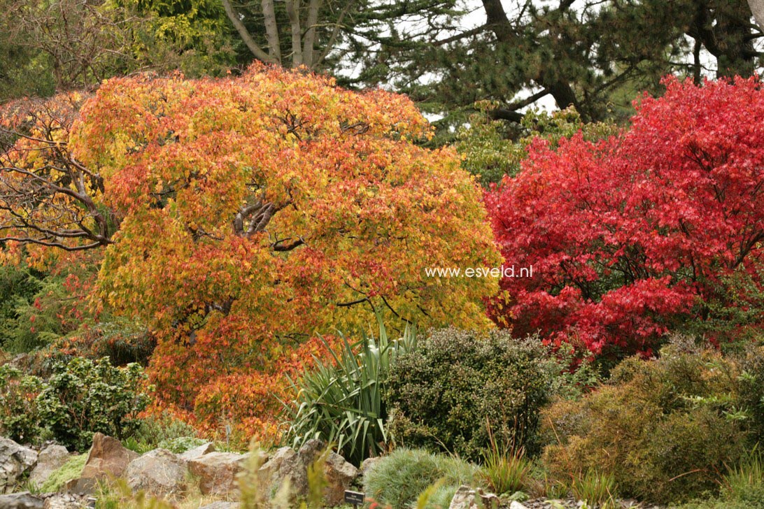 Acer palmatum