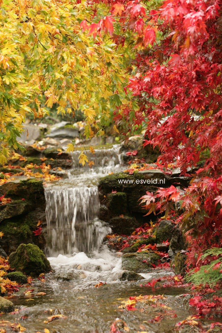 Acer palmatum