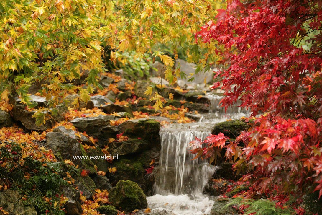 Acer palmatum