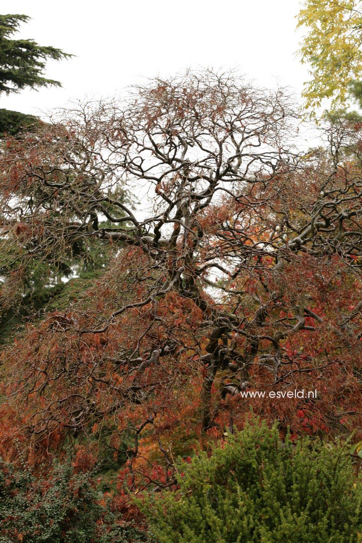 Acer palmatum 'Dissectum'