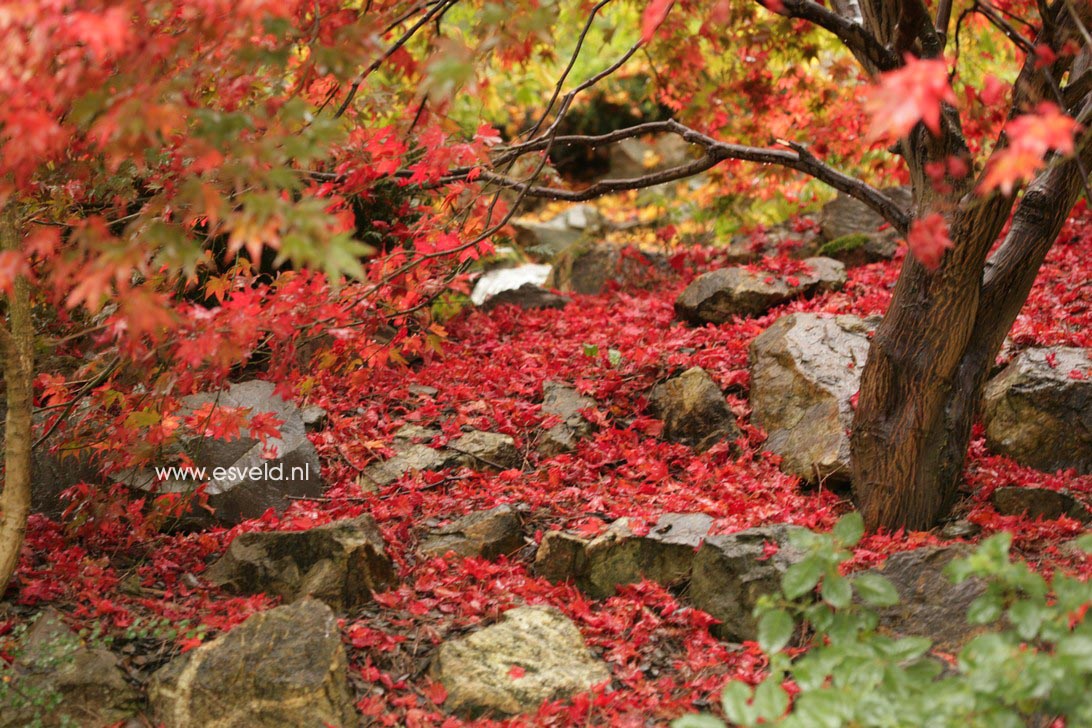 Acer palmatum