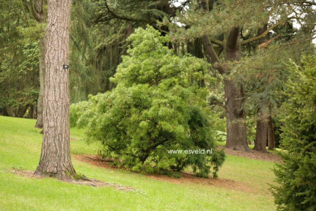 Podocarpus salignus