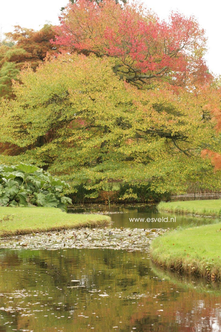 Liquidambar styraciflua