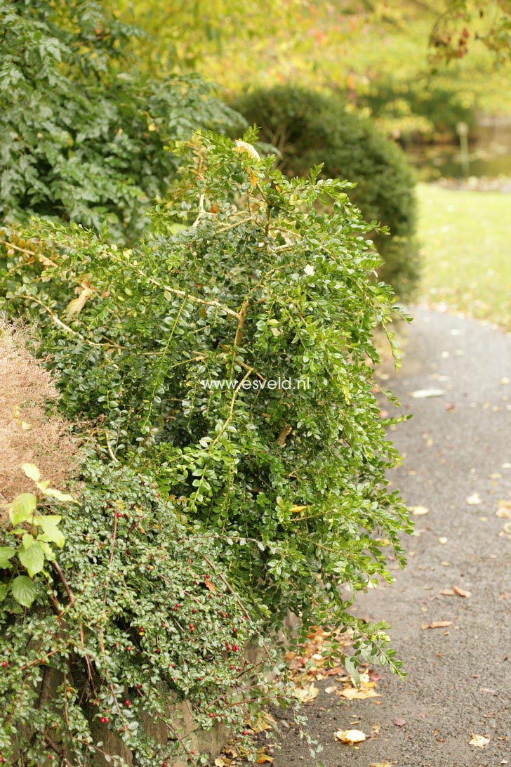 Buxus sempervirens 'Latifolia Pendula'