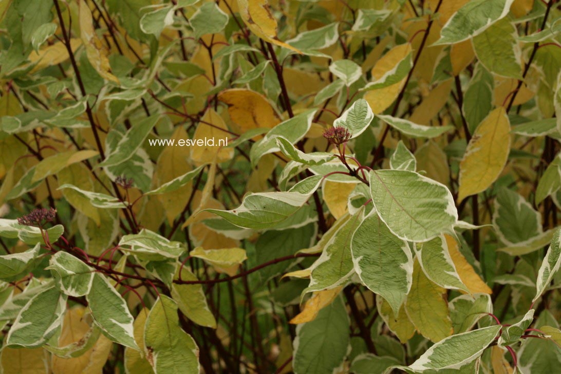 Cornus alba 'Baihalo' (IVORY HALO)