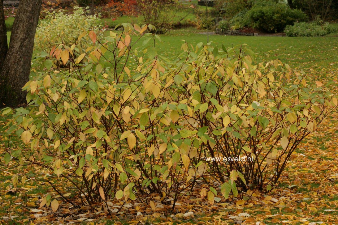 Cornus alba