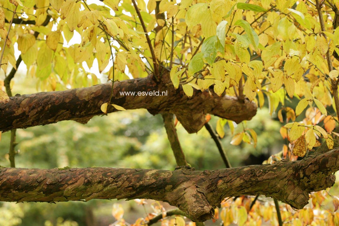 Cornus mas