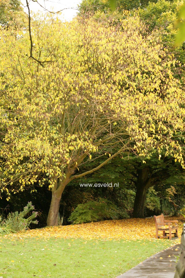 Acer pensylvanicum