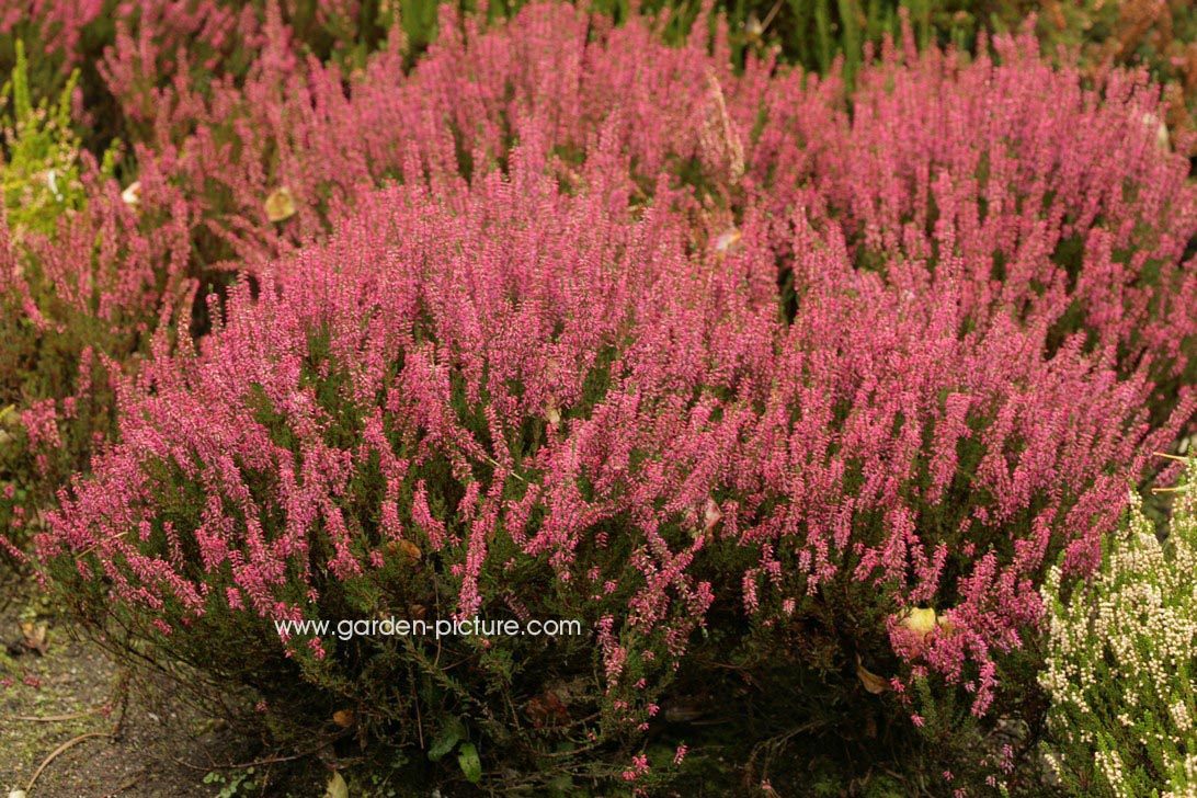 Calluna vulgaris 'Dark Beauty'