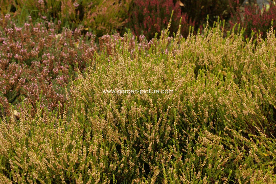 Calluna vulgaris 'Gold Haze'