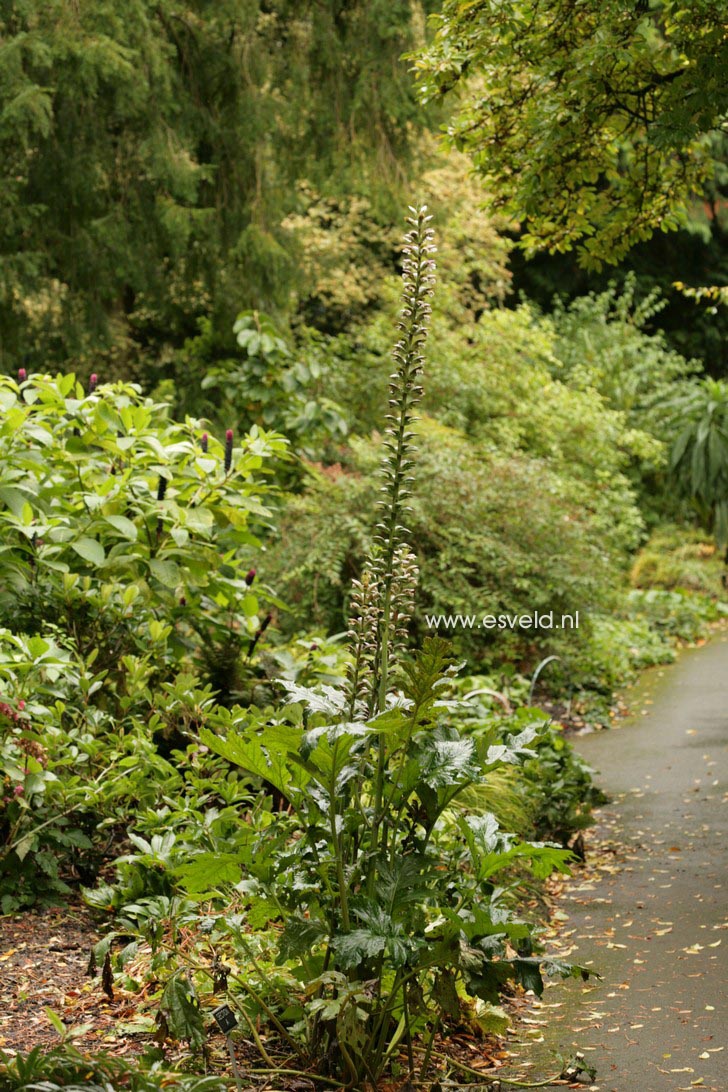 Acanthus hungaricus