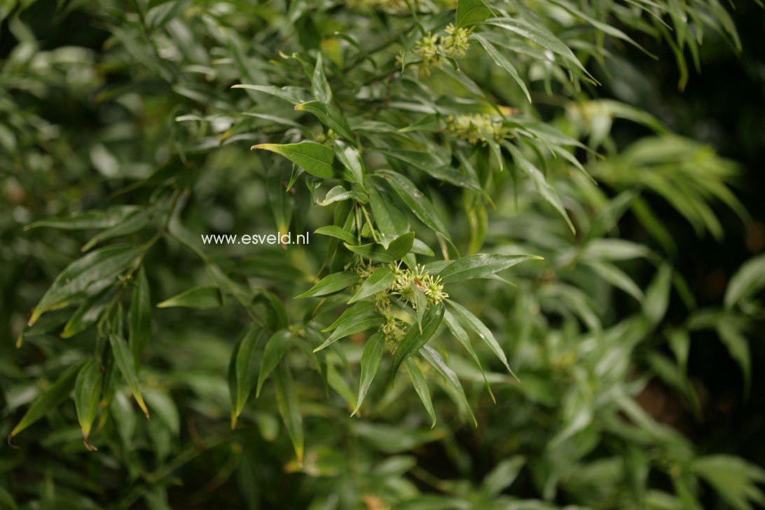 Sarcococca ruscifolia