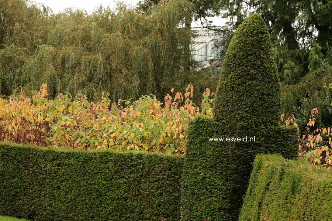 Taxus baccata