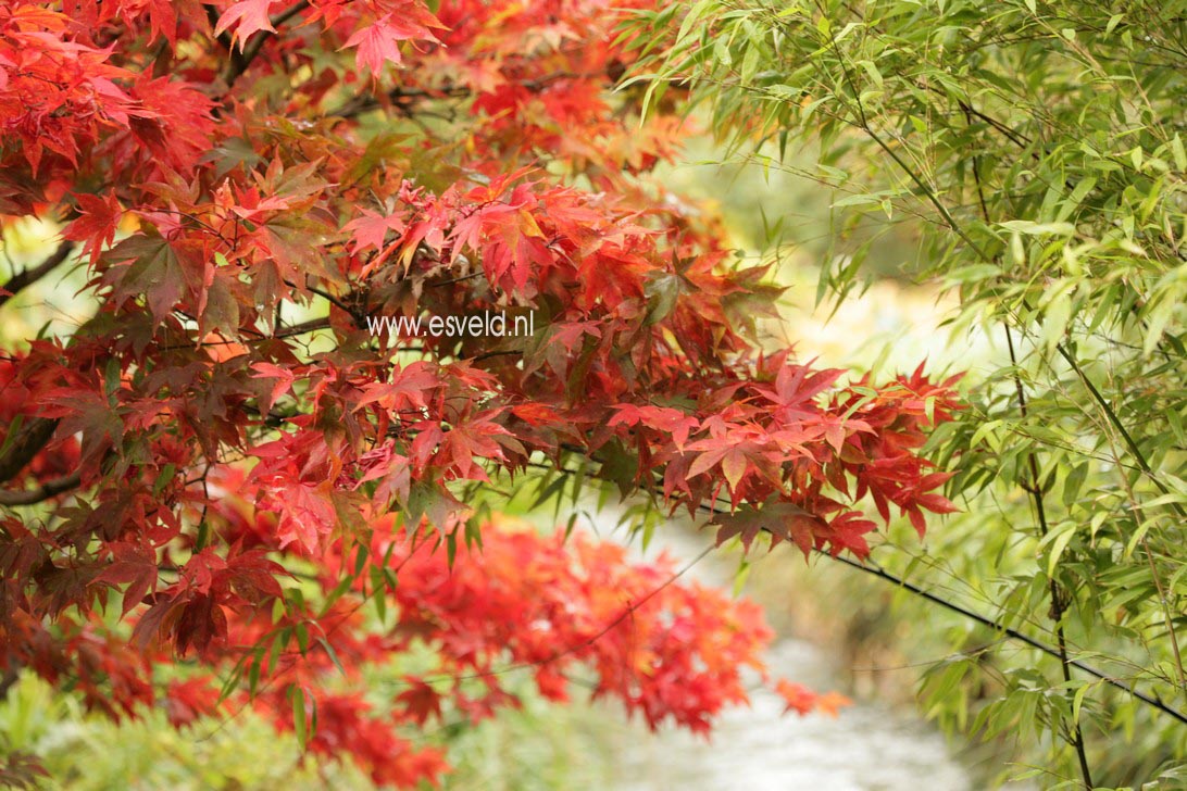 Acer palmatum