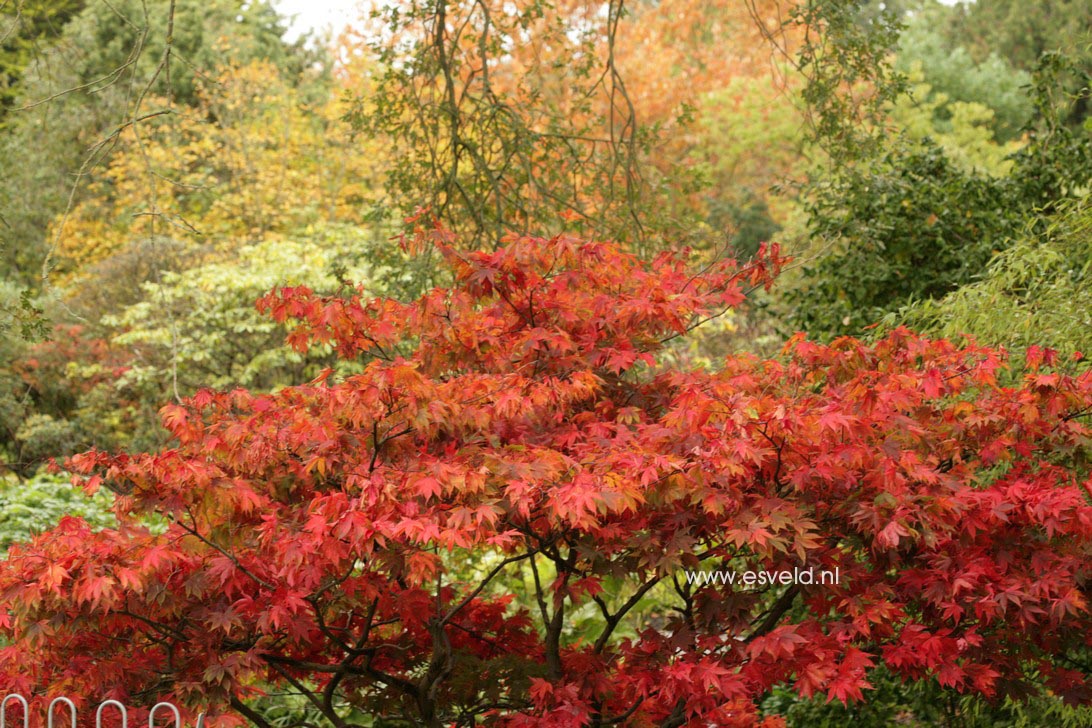 Acer palmatum