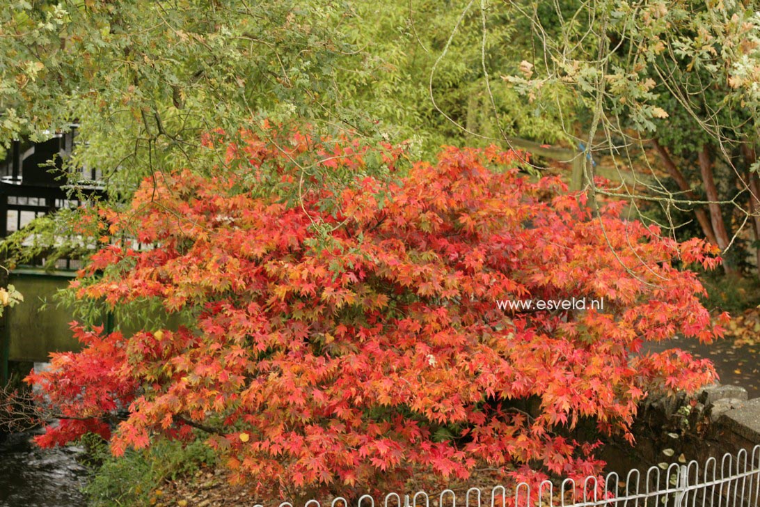 Acer palmatum