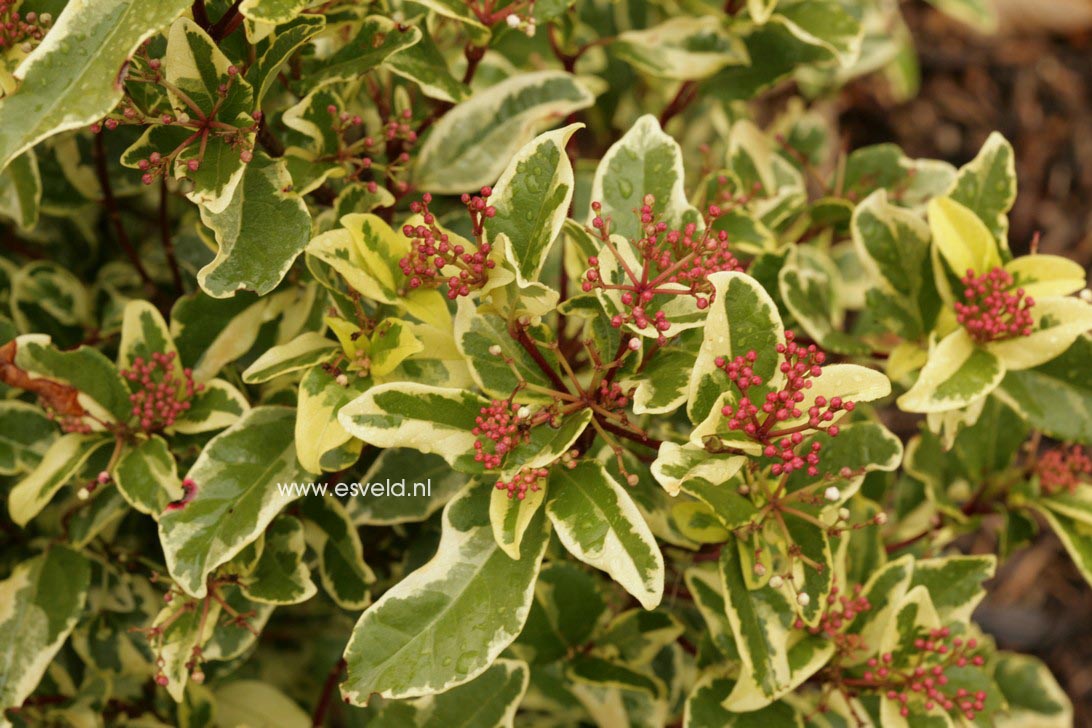 Viburnum tinus 'Variegatum'