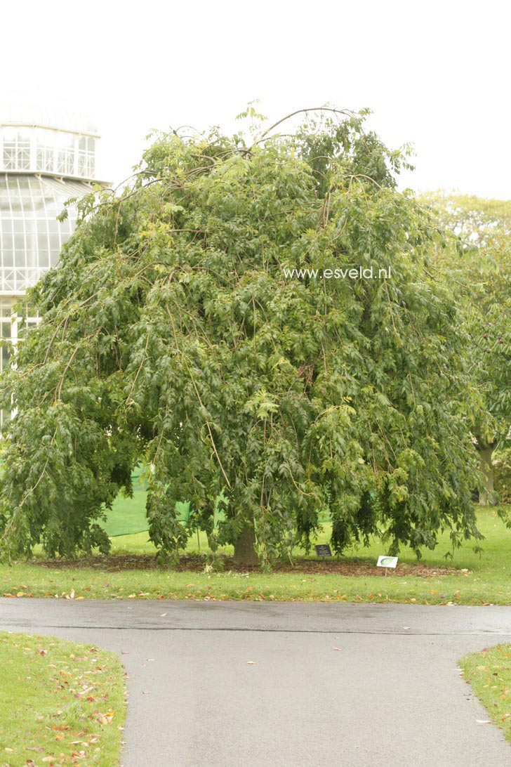 Fraxinus excelsior 'Pendula'