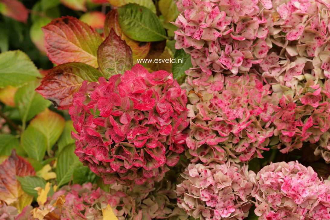 Hydrangea macrophylla 'Alpengluehn'