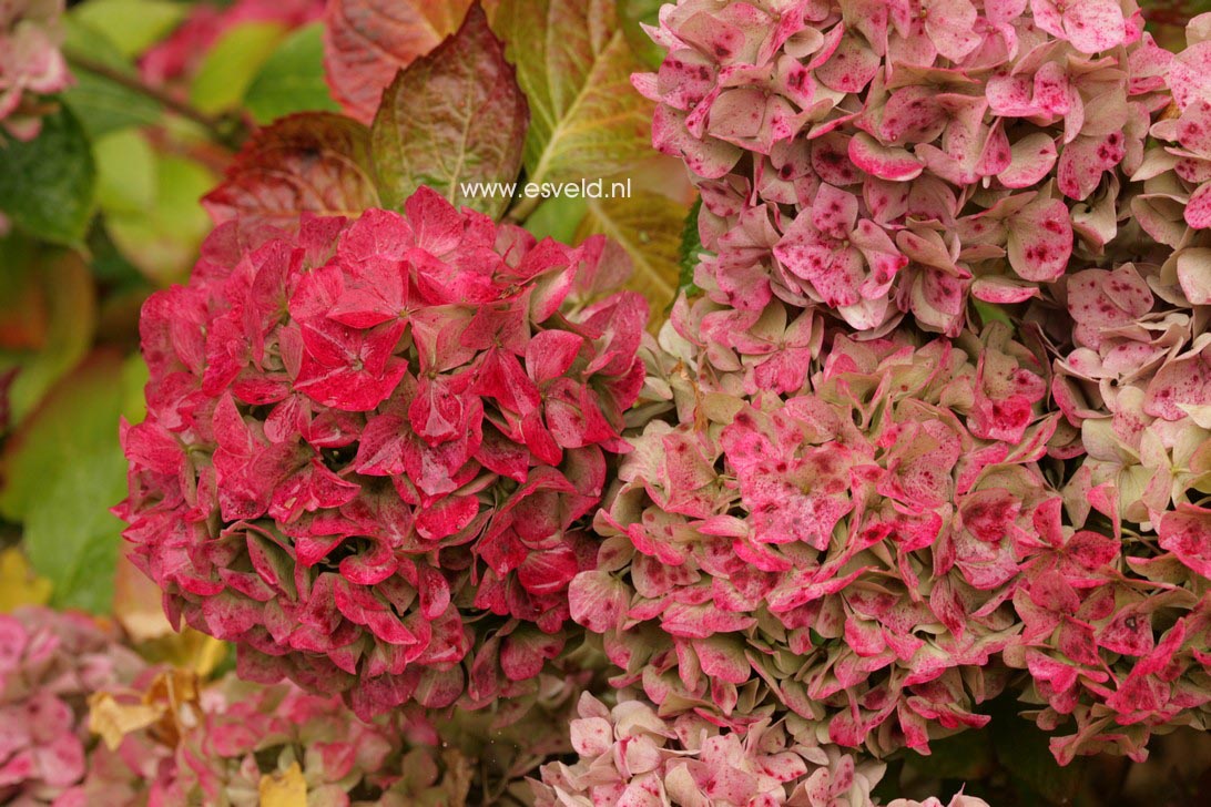 Hydrangea macrophylla 'Alpengluehn'