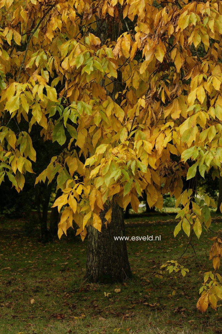 Carya ovata