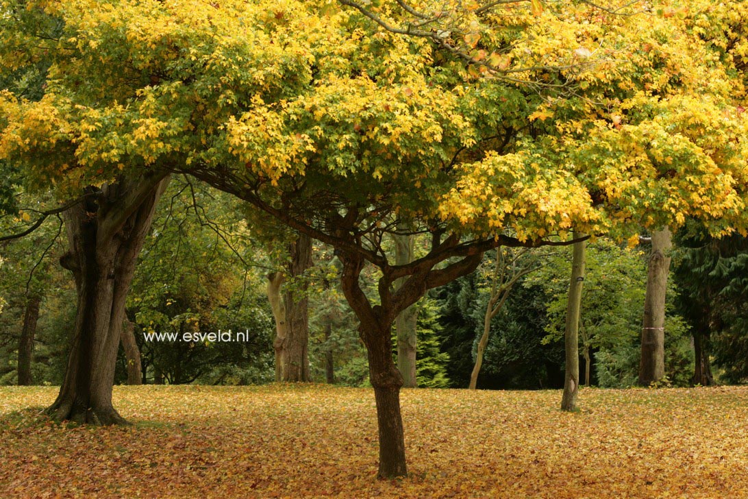 Acer campestre 'Nanum'