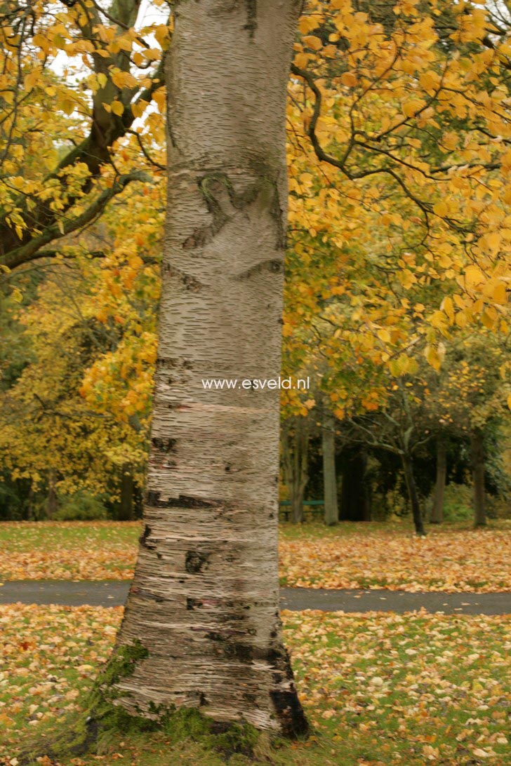 Betula papyrifera