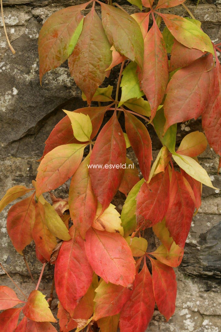 Parthenocissus thomsonii