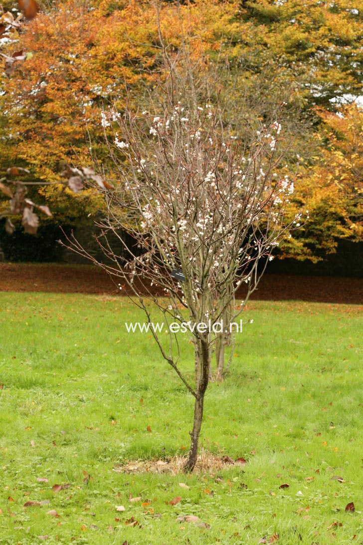 Sorbus cashmiriana