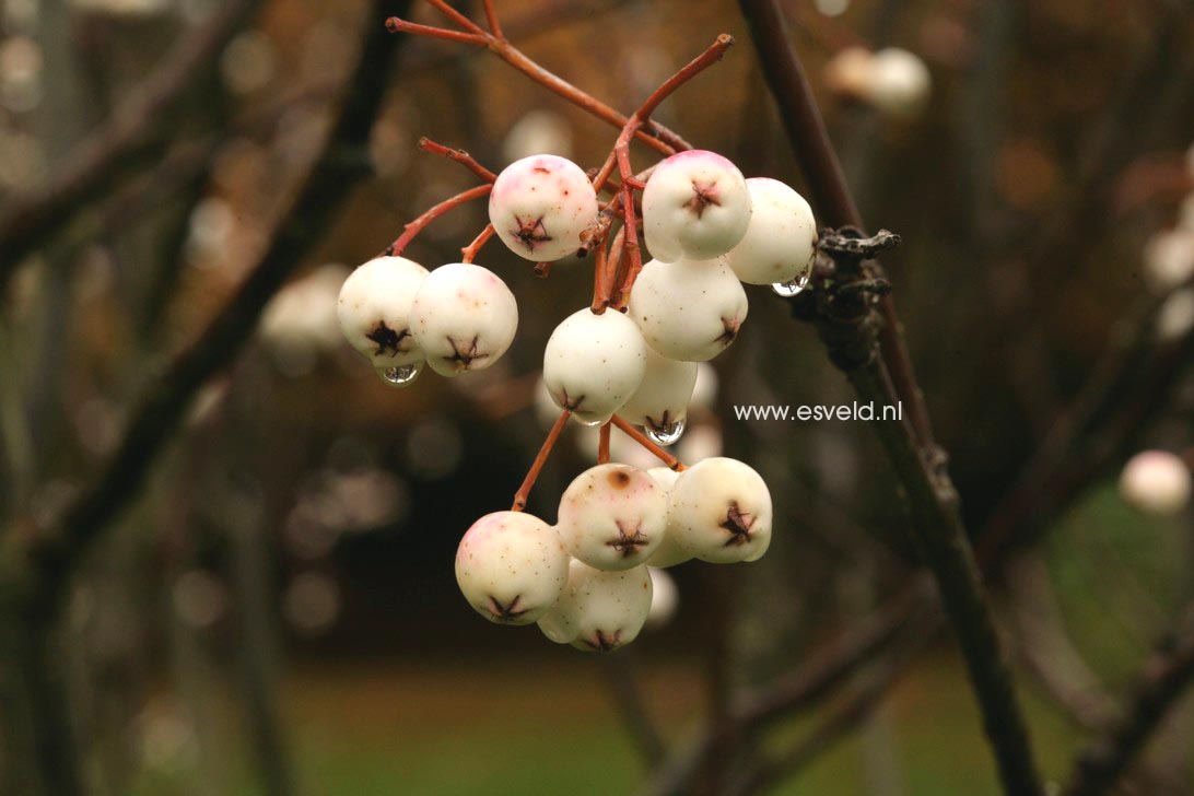 Sorbus cashmiriana