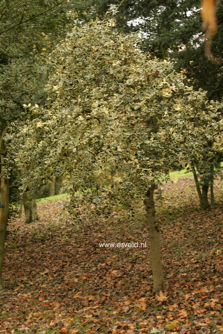 Ilex aquifolium 'Argentea Marginata Pendula'