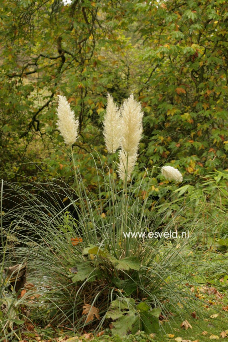 Cortaderia selloana 'Pumila'