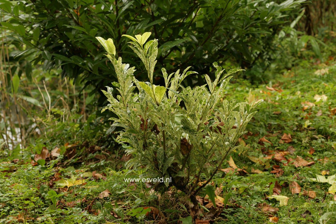 Prunus laurocerasus 'Marbled White'