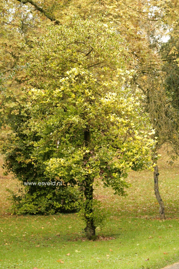 Ilex altaclerensis 'Golden King'