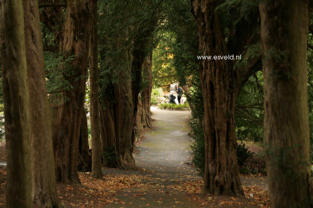 Taxus baccata