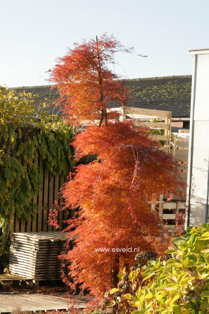 Acer palmatum 'Emerald Lace'