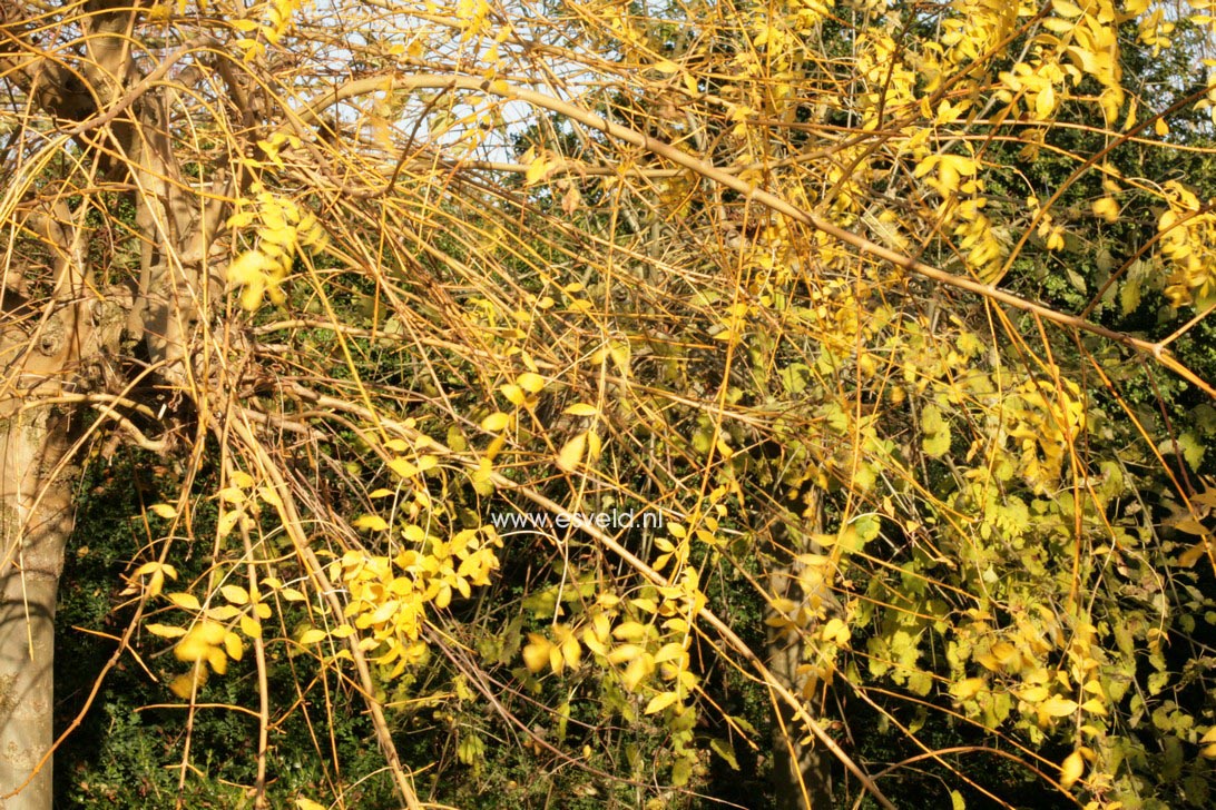 Fraxinus excelsior 'Aurea Pendula'