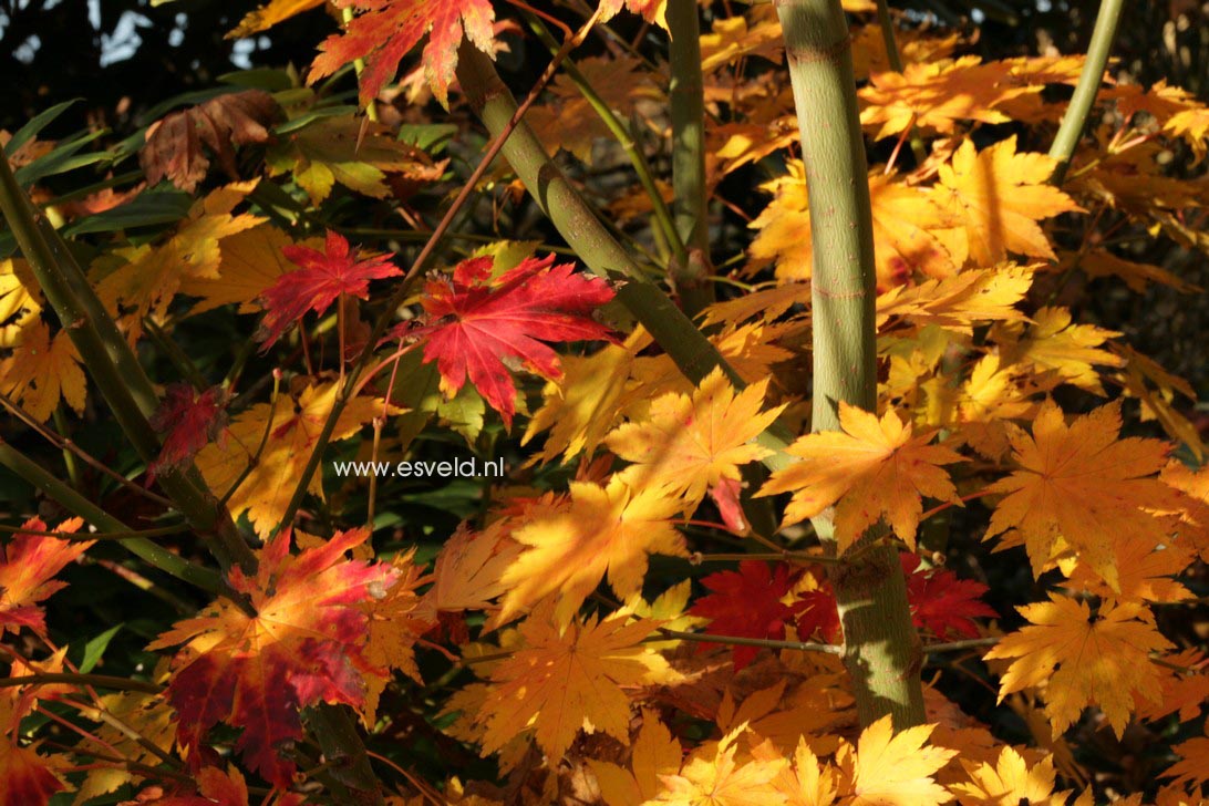 Acer pseudosieboldianum takesimense