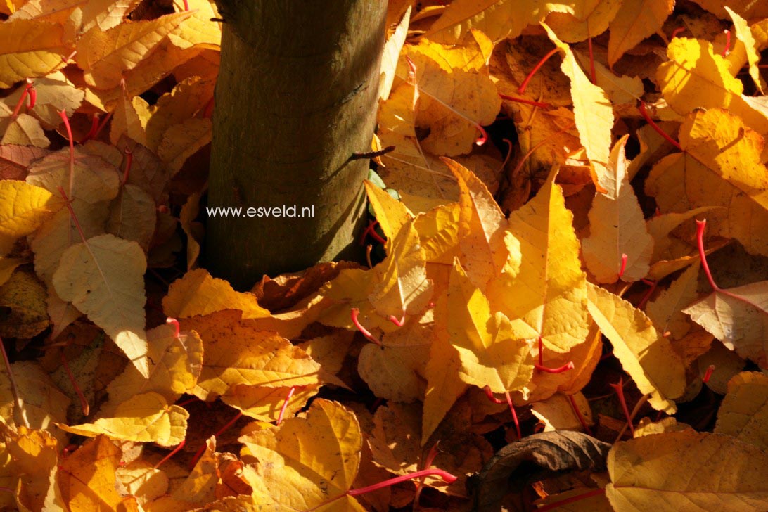 Acer pectinatum ssp. forrestii