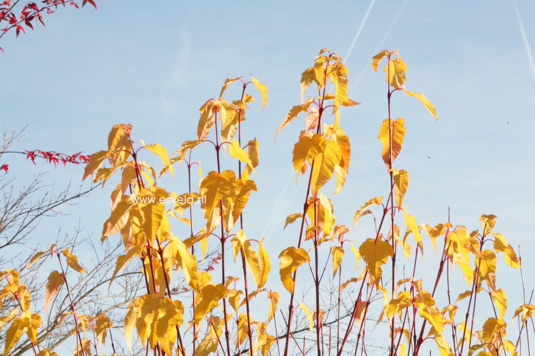 Acer pectinatum ssp. forrestii