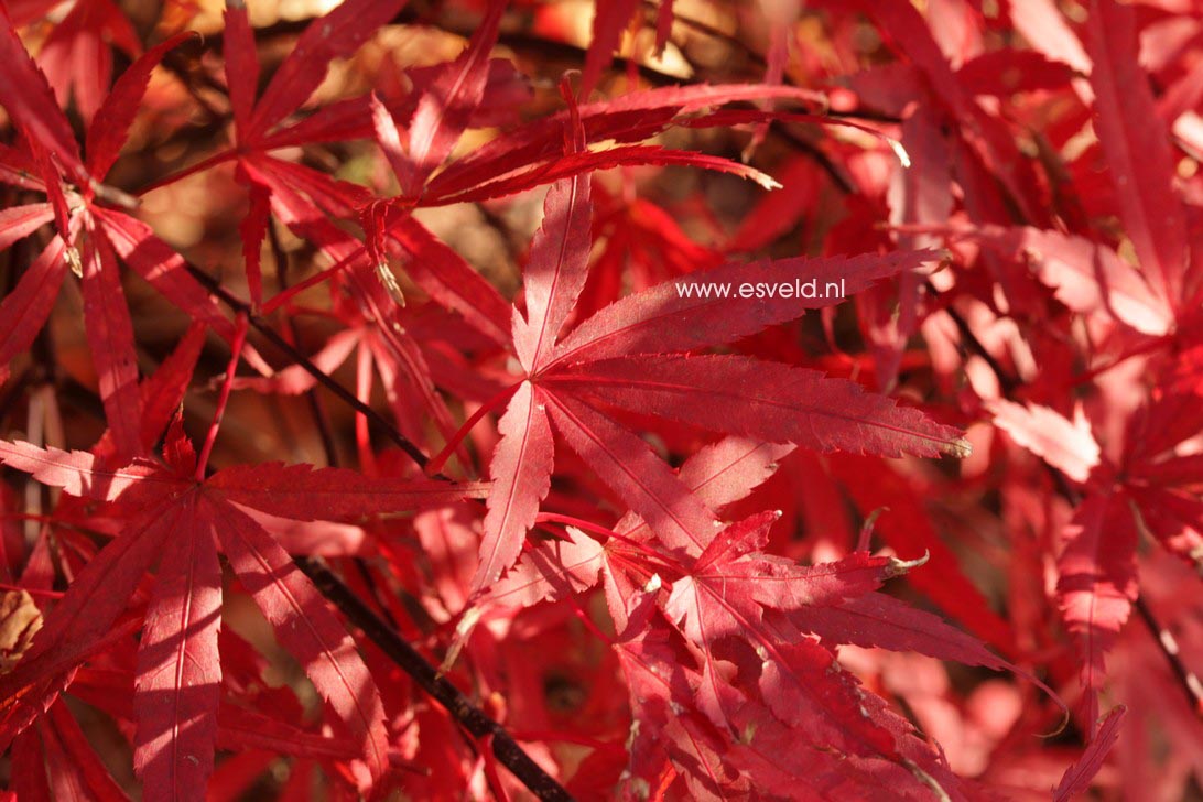 Acer palmatum 'Beni ohtake'