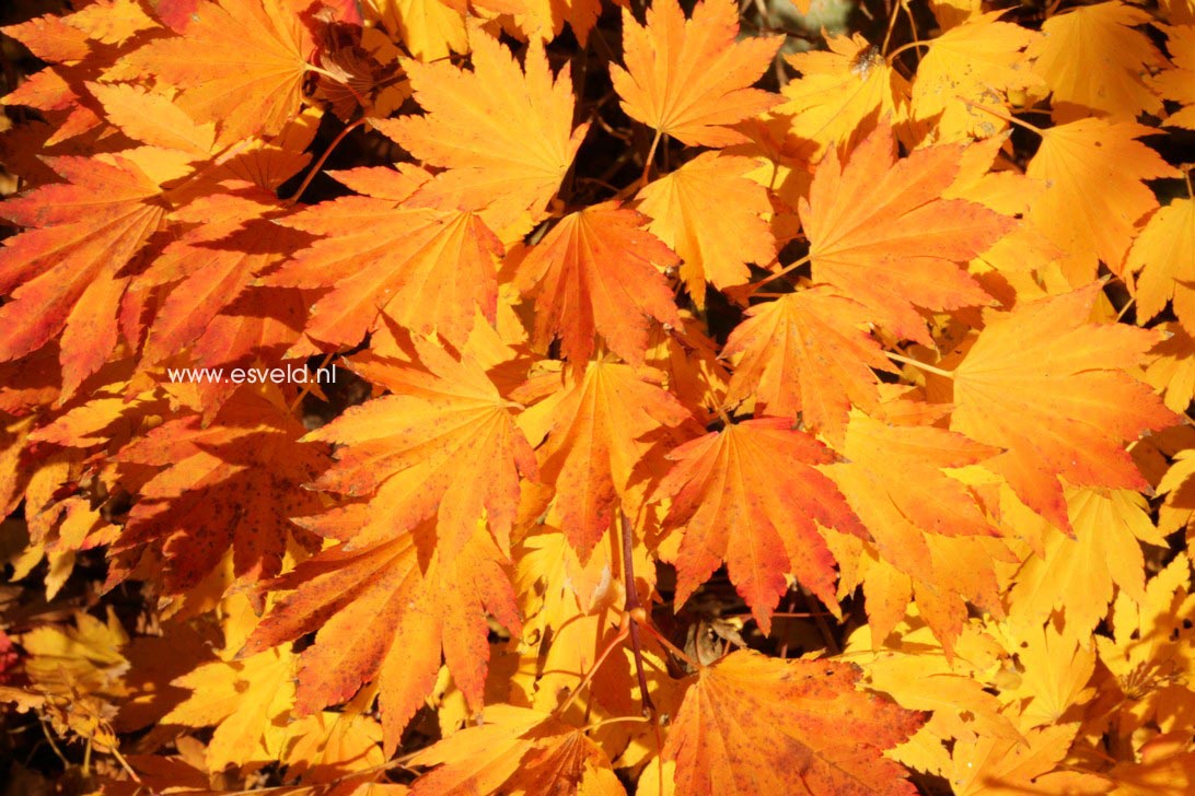 Acer shirasawanum 'Tenuifolium'