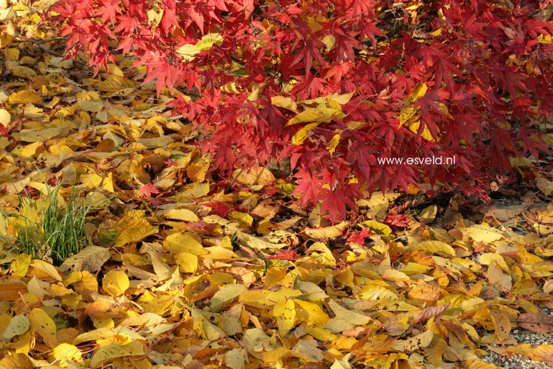 Acer palmatum 'Omato'