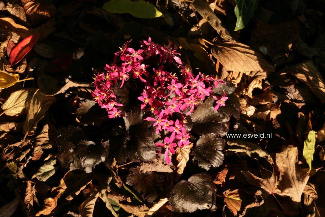 Saxifraga cortusifolia 'Black Ruby'