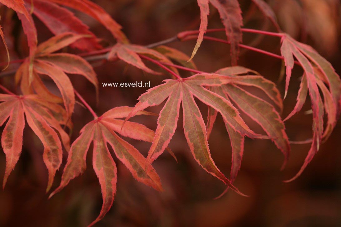 Acer palmatum 'Shirazz'