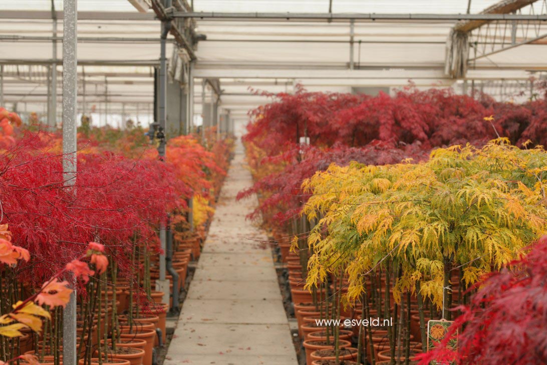 Acer palmatum